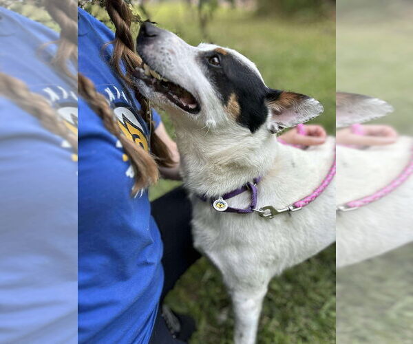 Medium Photo #2 Mutt Puppy For Sale in Candler, NC, USA