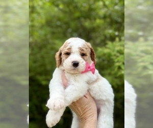 Goldendoodle Puppy for Sale in PILOT MOUNTAIN, North Carolina USA