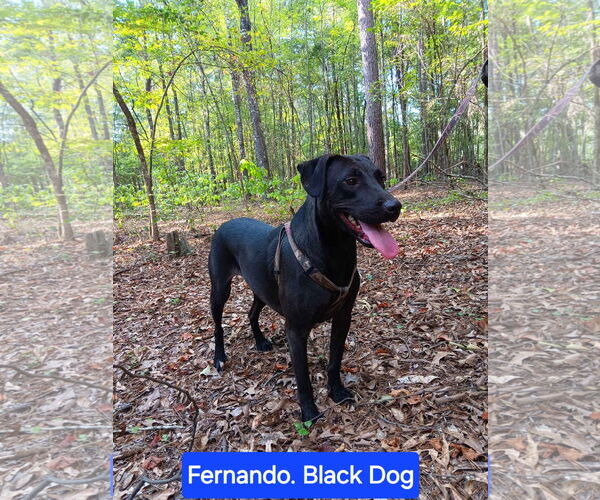 Medium Photo #2 Labrador Retriever-Unknown Mix Puppy For Sale in Farmerville, LA, USA