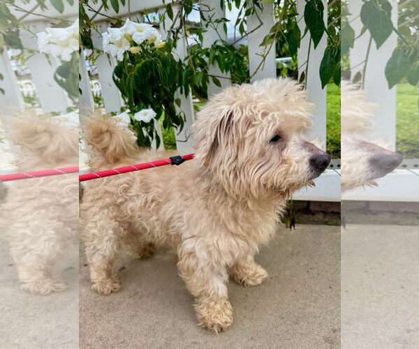 Medium Photo #3 Havanese-Unknown Mix Puppy For Sale in Newport Beach, CA, USA