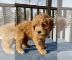 Small Photo #16 Goldendoodle (Miniature) Puppy For Sale in RANDOLPH, WI, USA