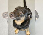 Small #2 Labrador Retriever Mix