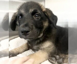 Siberian Husky-Unknown Mix Dogs for adoption in Houston, TX, USA