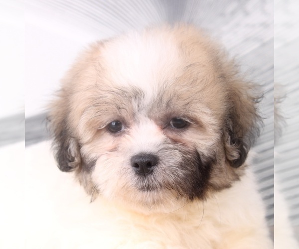 Medium Photo #4 Zuchon Puppy For Sale in WESTPOINT, IN, USA
