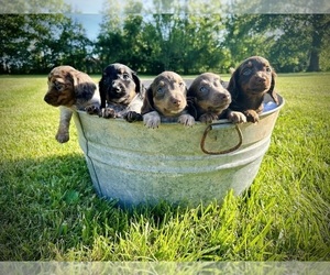 Dachshund Litter for sale in BONNE TERRE, MO, USA