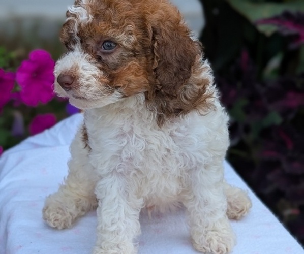 Medium Photo #14 Maltipoo (Toy) Puppy For Sale in GOSHEN, IN, USA
