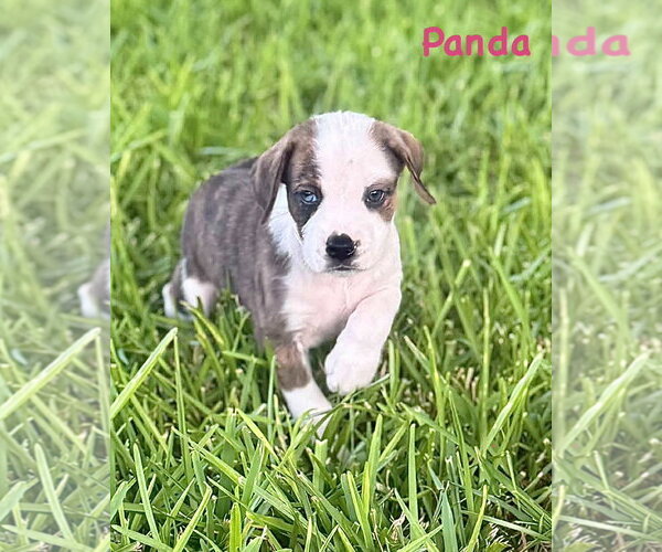 Medium Photo #1 Boxer Puppy For Sale in Dumont, NJ, USA