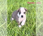 Small Boxer