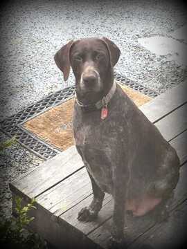 Medium Photo #1 German Shorthaired Pointer Puppy For Sale in GAP, PA, USA