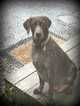 Small Photo #1 German Shorthaired Pointer Puppy For Sale in GAP, PA, USA