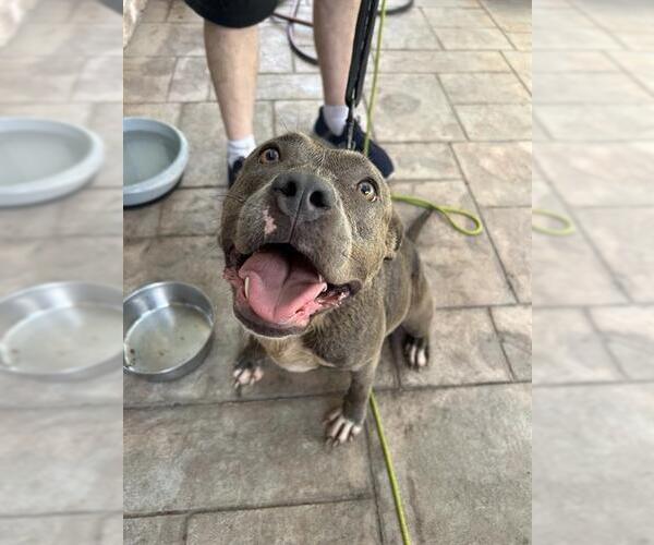 Medium Photo #1 Staffordshire Bull Terrier Puppy For Sale in Sugar Land, TX, USA