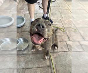 Staffordshire Bull Terrier Dogs for adoption in Sugar Land, TX, USA