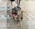 Small Staffordshire Bull Terrier