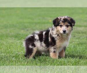 Miniature Australian Shepherd Puppy for sale in MOUNT VERNON, OH, USA