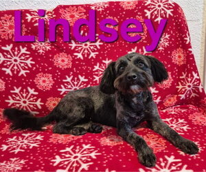 Poodle (Miniature)-Unknown Mix Dogs for adoption in House Springs, MO, USA