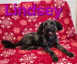Small Poodle (Miniature) Mix