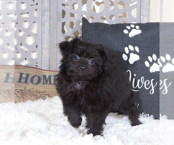 Medium Photo #2 Pomeranian-Poodle (Toy) Mix Puppy For Sale in MOUNT VERNON, OH, USA