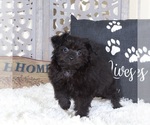 Small #1 Pomeranian-Poodle (Toy) Mix