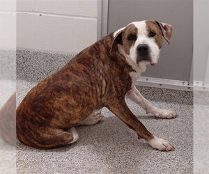 Mutt Dogs for adoption in Houston, TX, USA