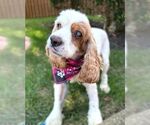 Small #1 Cocker Spaniel