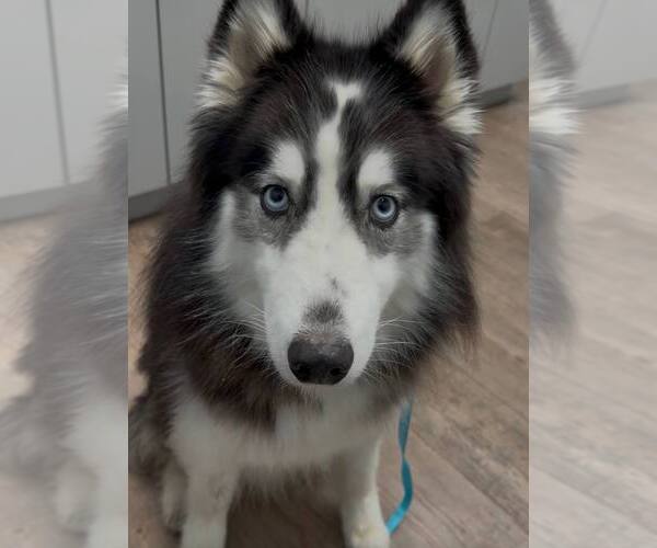Medium Photo #1 Siberian Husky Puppy For Sale in Carrollton, TX, USA