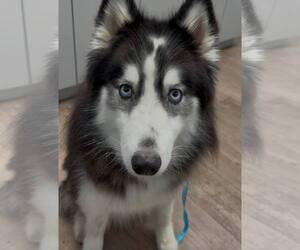 Siberian Husky Dogs for adoption in Carrollton, TX, USA