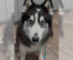 Small Siberian Husky