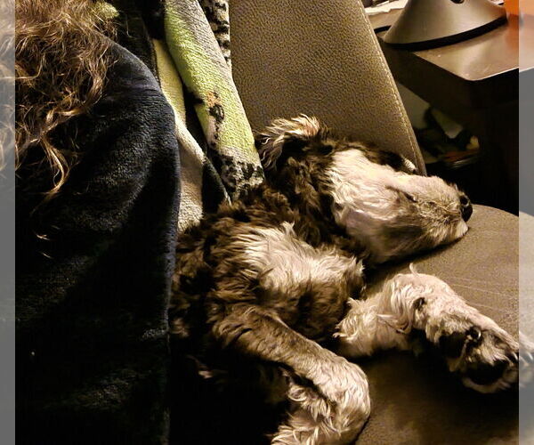 Medium Photo #4 Mutt Puppy For Sale in Wheaton, IL, USA