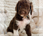 Small #1 Labradoodle mix (+ Poodle Standard)