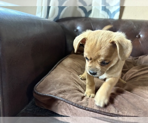Medium Photo #27 Carlin Pinscher Puppy For Sale in COBB, WI, USA