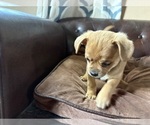 Small Photo #27 Carlin Pinscher Puppy For Sale in COBB, WI, USA