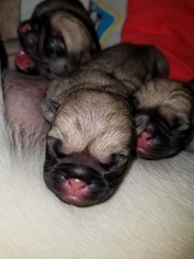 Pug Puppy for sale in EAU CLAIRE, WI, USA