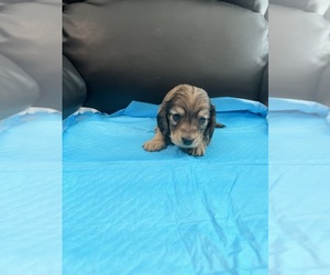Dachshund Puppy for Sale in EUBANK, Kentucky USA