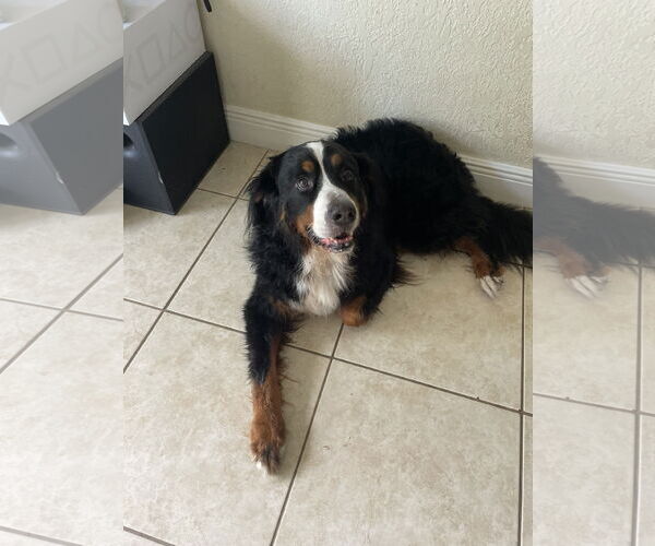 Medium Photo #1 Bernese Mountain Dog Puppy For Sale in Miami, FL, USA