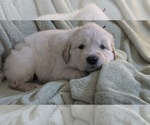 Puppy black boy Golden Retriever