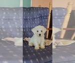 Small Photo #2 Bichon Frise Puppy For Sale in JURUPA VALLEY, CA, USA
