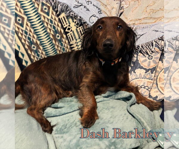 Medium Photo #3 Dachshund Puppy For Sale in San Antonio, TX, USA