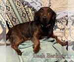 Small #2 Dachshund