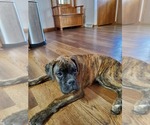 Small Photo #4 Boxer Puppy For Sale in NEW ULM, MN, USA