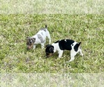 Small Photo #26 Jack Russell Terrier Puppy For Sale in FORT PIERCE, FL, USA