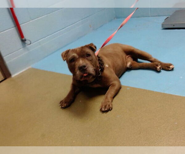 Medium Photo #1 Mutt Puppy For Sale in Moreno Valley, CA, USA