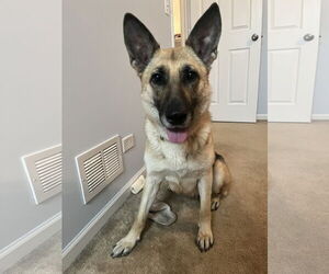 German Shepherd Dog Dogs for adoption in GILBERTS, IL, USA