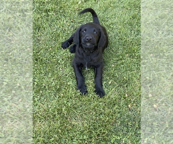 Medium Photo #4 Labradoodle Puppy For Sale in JONES, MI, USA