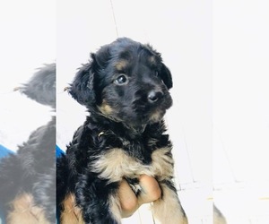 Maltese-Poodle (Toy) Mix Puppy for sale in TIMPSON, TX, USA