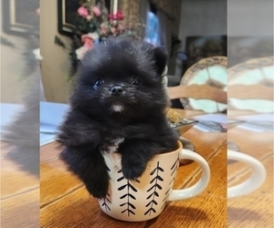 Pomeranian Puppy for sale in ROMEOVILLE, IL, USA