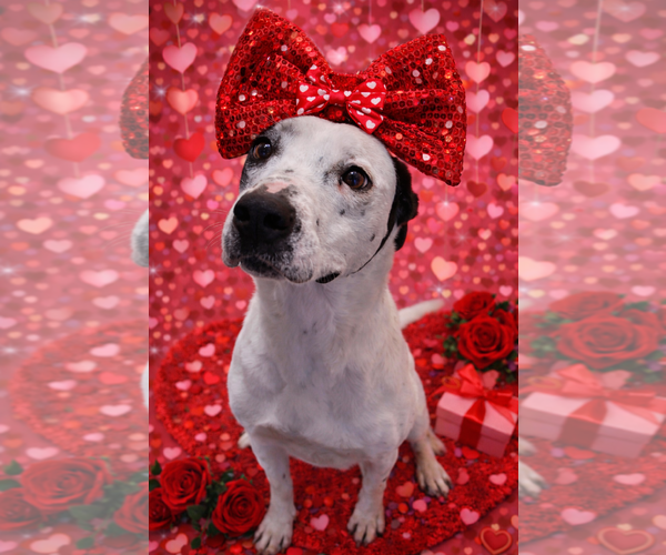 Medium Photo #3 Mutt Puppy For Sale in Sistersville, WV, USA