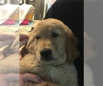 Small Photo #5 Golden Retriever Puppy For Sale in QUEEN CREEK, AZ, USA