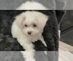 Small #8 Bichon Frise