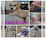 Small Photo #1 Maltipoo (Miniature) Puppy For Sale in SAN ANTONIO, TX, USA