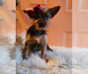 Yorkshire Terrier Puppy for sale in INDIANAPOLIS, IN, USA